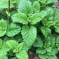 Mélisse (Melissa officinalis) - Annuelle / Vivace Zone 4 - 500+ Graines