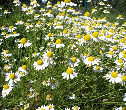 German Chamomile (Matricaria chamomilla, Wild Chamomile) - Annual - 1000+ Seeds