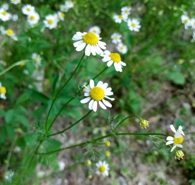 German Chamomile (Matricaria chamomilla, Wild Chamomile) - Annual - 1000+ Seeds