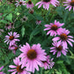 Echinacea Seeds (Echinacea purpurea, Purple Coneflower) - Perennial Flower - Medicinal Plant - Zone 3 - 40+ Seeds