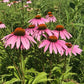 Echinacea Seeds (Echinacea purpurea, Purple Coneflower) - Perennial Flower - Medicinal Plant - Zone 3 - 40+ Seeds