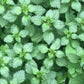 Graines d'ortie piquante (Urtica dioica) - Vivace - Zone 3 - 1000+ graines
