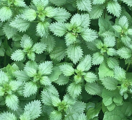 Stinging Nettle Seeds (Urtica dioica) - Perennial - Zone 3 - 1000+ Seeds