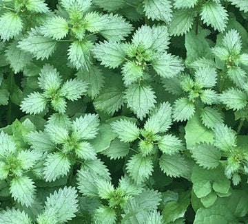 Stinging Nettle Seeds