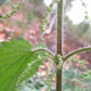Graines d'ortie piquante (Urtica dioica) - Vivace - Zone 3 - 1000+ graines