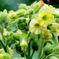 Graines de tabac sauvage (Nicotiana rustica, tabac aztèque) – Annuelle – 250+ graines