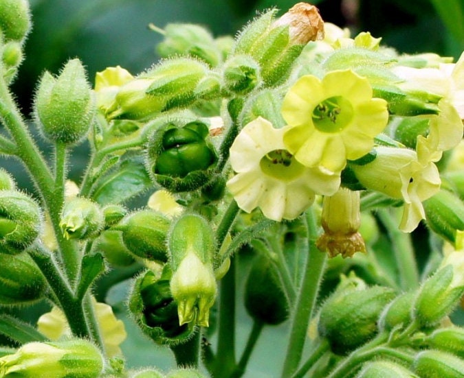Wild Tobacco Seeds (Nicotiana rustica, Aztec Tobacco) - Annual - 250+ Seeds