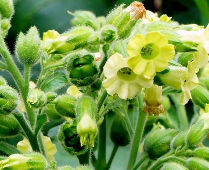 Semillas de Tabaco Silvestre (Nicotiana rustica, Tabaco Azteca) - Anual - Más de 250 semillas