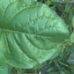 Graines de tabac sauvage (Nicotiana rustica, tabac aztèque) – Annuelle – 250+ graines