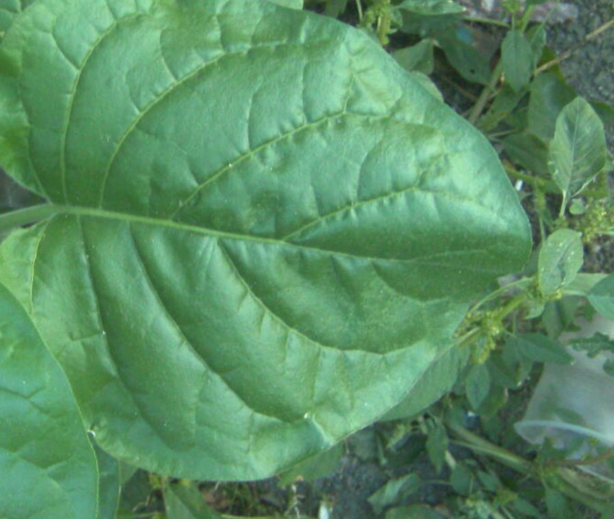 Semillas de Tabaco Silvestre (Nicotiana rustica, Tabaco Azteca) - Anual - Más de 250 semillas