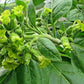 Graines de tabac sauvage (Nicotiana rustica, tabac aztèque) – Annuelle – 250+ graines