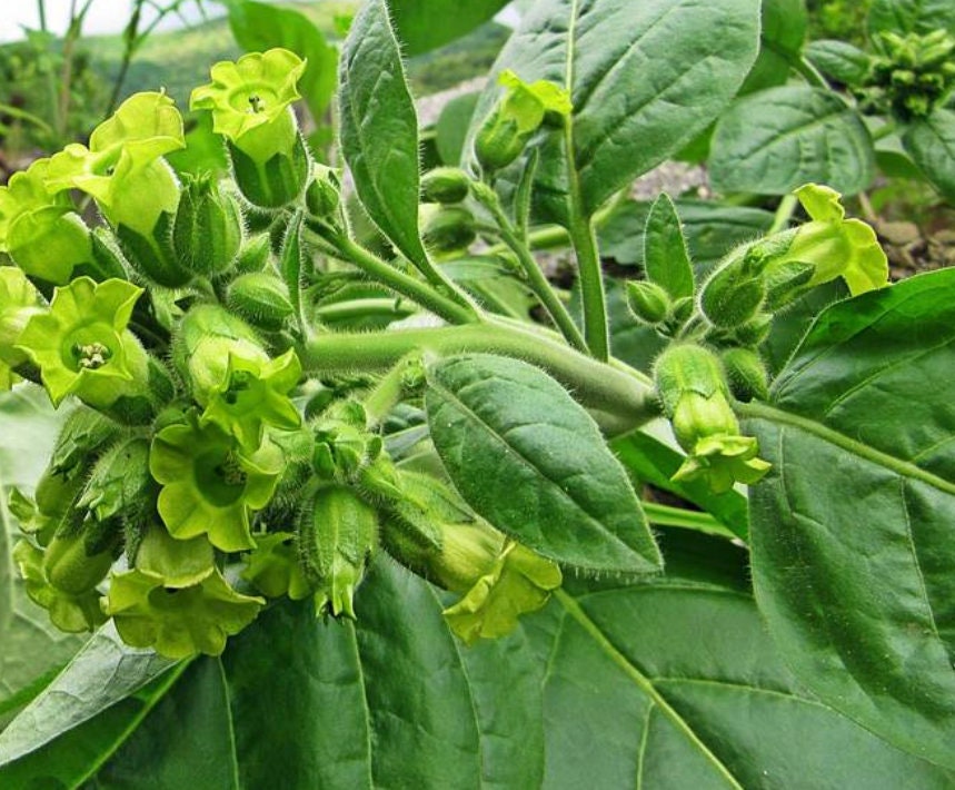 Graines de tabac sauvage (Nicotiana rustica, tabac aztèque) – Annuelle – 250+ graines