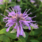 Wild Bergamot Seeds (Monarda fistulosa, Bee Balm) - Perennial - Zone 3 - 250+ Seeds
