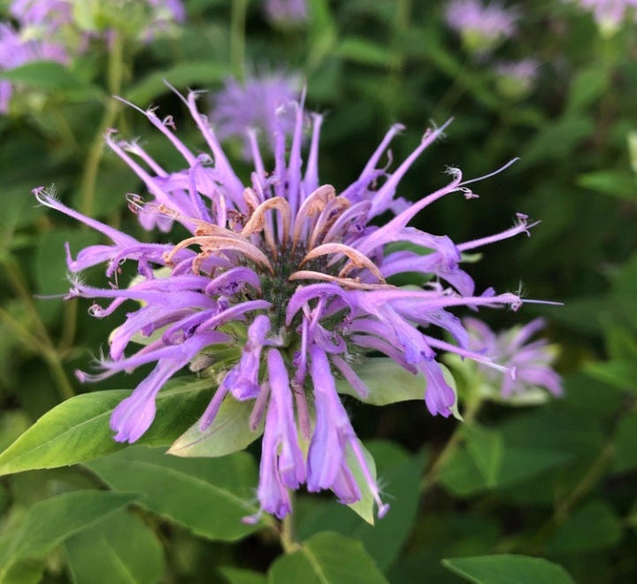 Wild Bergamot Seeds (Monarda fistulosa, Bee Balm) - Perennial - Zone 3 - 250+ Seeds