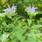 Wild Bergamot Seeds (Monarda fistulosa, Bee Balm) - Perennial - Zone 3 - 250+ Seeds