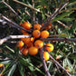 Wild Seabuckthorn (Hippophae rhamnoides) - Tree Seeds - Hardiness Zone 3 - 75+ Seeds