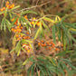 Wild Seabuckthorn (Hippophae rhamnoides) - Tree Seeds - Hardiness Zone 3 - 75+ Seeds