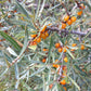 Wild Seabuckthorn (Hippophae rhamnoides) - Tree Seeds - Hardiness Zone 3 - 75+ Seeds