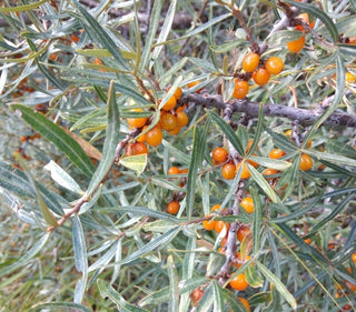 Espino amarillo salvaje (Hippophae rhamnoides) - Semillas de árboles - Zona de rusticidad 3 - Más de 75 semillas