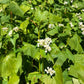 Graines de sarrasin (Fagopyrum esculentum, sarrasin commun) – Annuelle – 10 g – 350+ graines