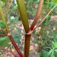 Graines de sarrasin (Fagopyrum esculentum, sarrasin commun) – Annuelle – 10 g – 350+ graines
