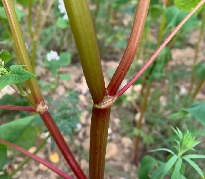 Buckwheat Seeds (Fagopyrum esculentum, Common Buckwheat) - Annual - 10g - 350+ Seeds