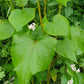 Graines de sarrasin (Fagopyrum esculentum, sarrasin commun) – Annuelle – 10 g – 350+ graines