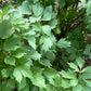 Lovage Seeds (Levisticum officinale) - Perennial Herb - Zone 3 - 100+ Seeds