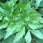 Lovage Seeds (Levisticum officinale) - Perennial Herb - Zone 3 - 100+ Seeds