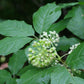 Graines de ginseng sibérien (Eleutherococcus senticosus) - Vivace - Zone 3 - 15+ graines