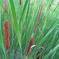Semillas de Totora (Typha angustifolia, Totora de hoja estrecha) - Perenne - Zona 3 - Más de 1000 semillas