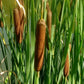 Semillas de Totora (Typha angustifolia, Totora de hoja estrecha) - Perenne - Zona 3 - Más de 1000 semillas