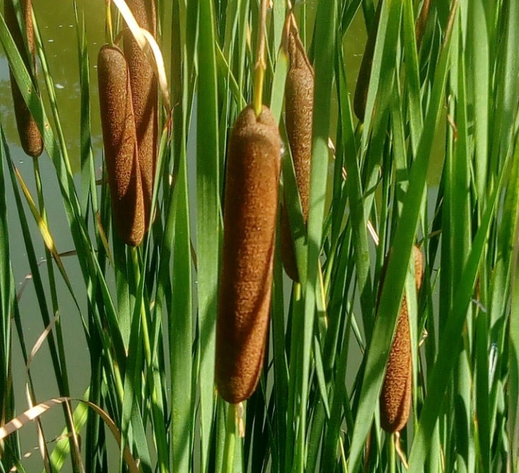 Cattail Seeds (Typha angustifolia, Narrow-leaved Cattail) - Perennial - Zone 3 - 1000+ Seeds