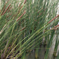 Semillas de Totora (Typha angustifolia, Totora de hoja estrecha) - Perenne - Zona 3 - Más de 1000 semillas