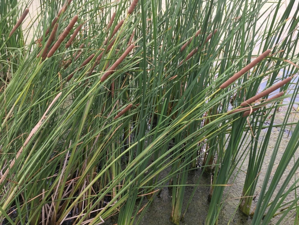 Graines de quenouilles (Typha angustifolia, quenouilles à feuilles étroites) - Vivace - Zone 3 - 1000+ graines