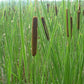 Semillas de Totora (Typha angustifolia, Totora de hoja estrecha) - Perenne - Zona 3 - Más de 1000 semillas