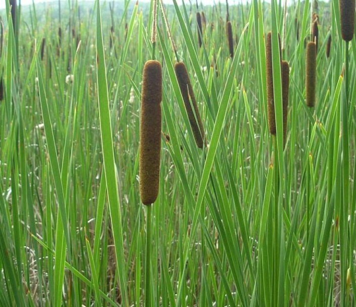 Graines de quenouilles (Typha angustifolia, quenouilles à feuilles étroites) - Vivace - Zone 3 - 1000+ graines