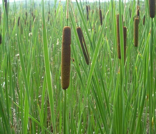 Cattail Seeds (Typha angustifolia, Narrow-leaved Cattail) - Perennial - Zone 3 - 1000+ Seeds
