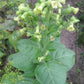 Graines de tabac sauvage (Nicotiana rustica, tabac aztèque) – Annuelle – 250+ graines