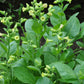 Graines de tabac sauvage (Nicotiana rustica, tabac aztèque) – Annuelle – 250+ graines