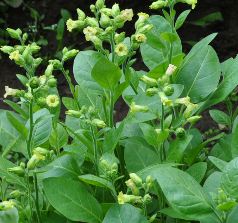 Graines de tabac sauvage (Nicotiana rustica, tabac aztèque) – Annuelle – 250+ graines