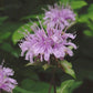 Wild Bergamot Seeds (Monarda fistulosa, Bee Balm) - Perennial - Zone 3 - 250+ Seeds