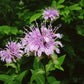 Wild Bergamot Seeds (Monarda fistulosa, Bee Balm) - Perennial - Zone 3 - 250+ Seeds