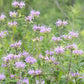 Wild Bergamot Seeds (Monarda fistulosa, Bee Balm) - Perennial - Zone 3 - 250+ Seeds