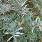 Wild Seabuckthorn (Hippophae rhamnoides) - Tree Seeds - Hardiness Zone 3 - 75+ Seeds