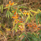 Wild Seabuckthorn (Hippophae rhamnoides) - Tree Seeds - Hardiness Zone 3 - 75+ Seeds