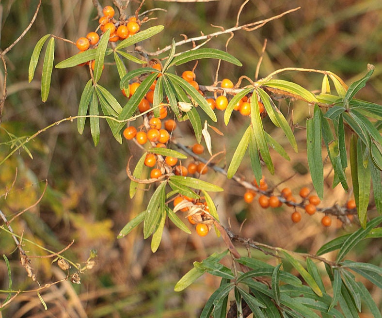 Espino amarillo salvaje (Hippophae rhamnoides) - Semillas de árboles - Zona de rusticidad 3 - Más de 75 semillas