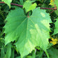 Raisin de rive (Vitis riparia) Vivace - Raisin indigène - Zone 3 - 30+ graines