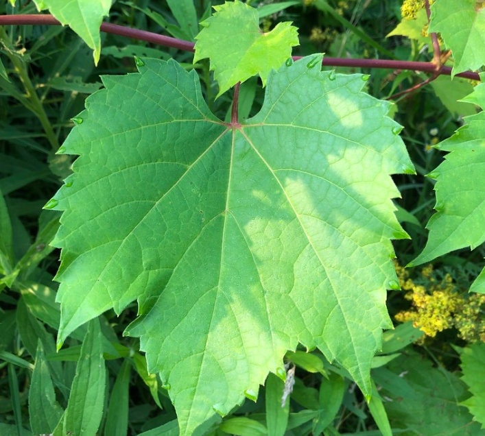 Uva de orilla del río (Vitis riparia) Perenne - Uva nativa - Zona 3 - Más de 30 semillas