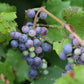 Raisin de rive (Vitis riparia) Vivace - Raisin indigène - Zone 3 - 30+ graines